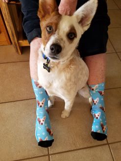 Alternative view of MODERNCAT Custom Socks